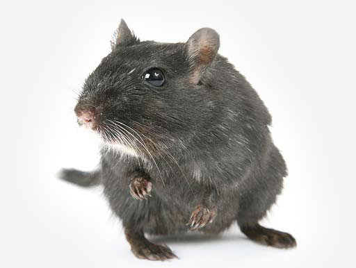 Rattenschutz mit Rattenklappe
